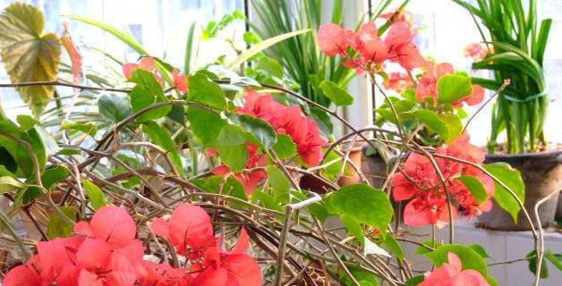 让三角梅枝条开满花,小经验教给你,花开多得看不到叶子