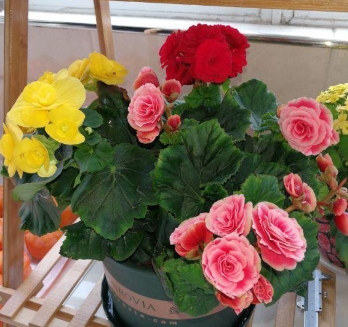 阳台上|养花就养这几款,花朵小巧玲珑,一养就上瘾,开花漂亮