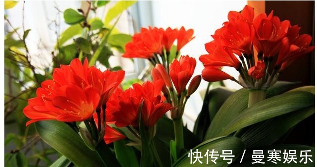 堆肥土|君子兰,四季海棠以下养殖,花苞一波接一波,叶茂花艳花开不断