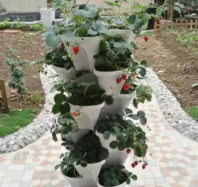 草莓这么贵就别买了，自己种一盆，1招让草莓又大又甜！