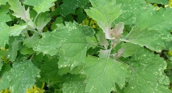 马齿苋|开春挖野菜，送你“野菜大图鉴”，教你轻松识别20种野菜