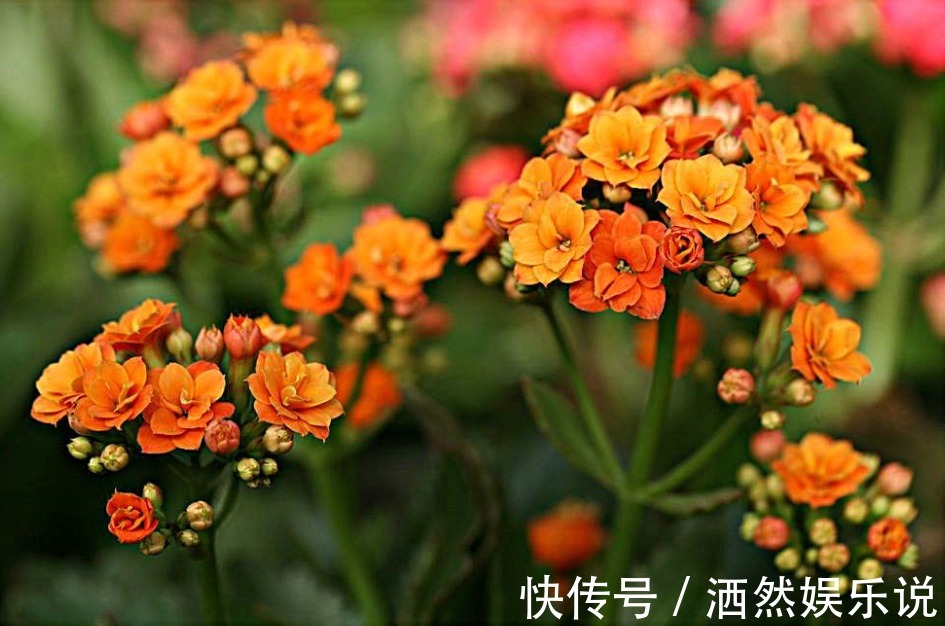 新手|新手养长寿花，做好3个小技巧，花苞猛长不停，养一盆爆一盆