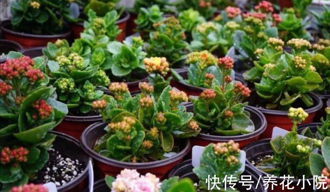 长寿花|秋天养上3种花，细心管理，春节期间就能开花