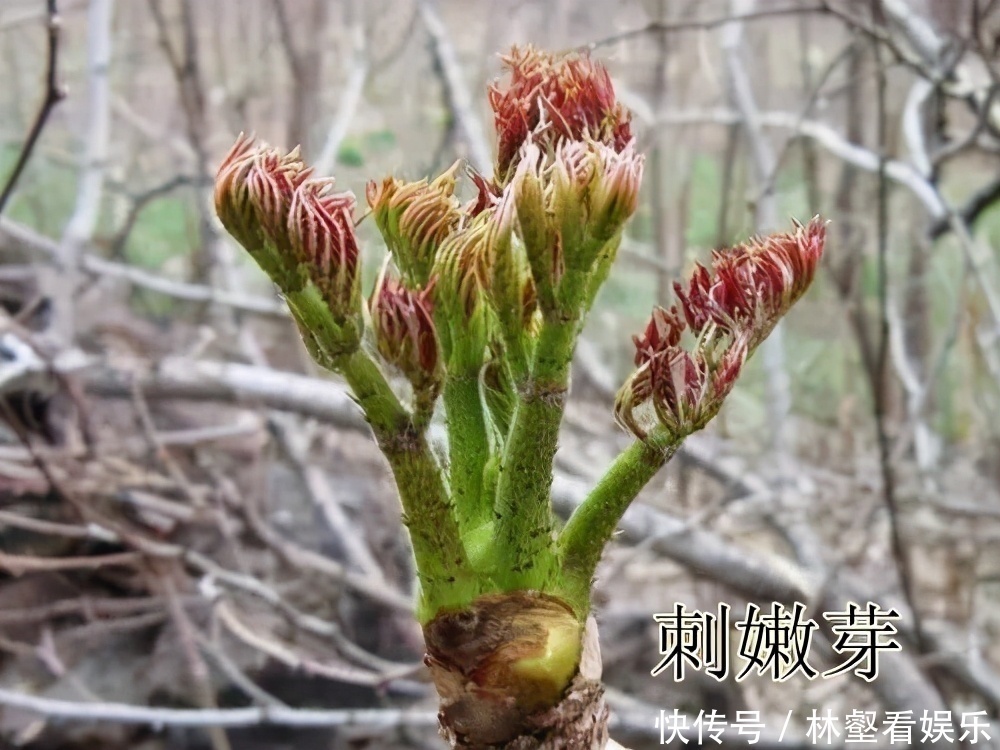 毛妮菜|春天4对“双胞胎”野菜，很多人傻傻的分不清楚，你认识几种