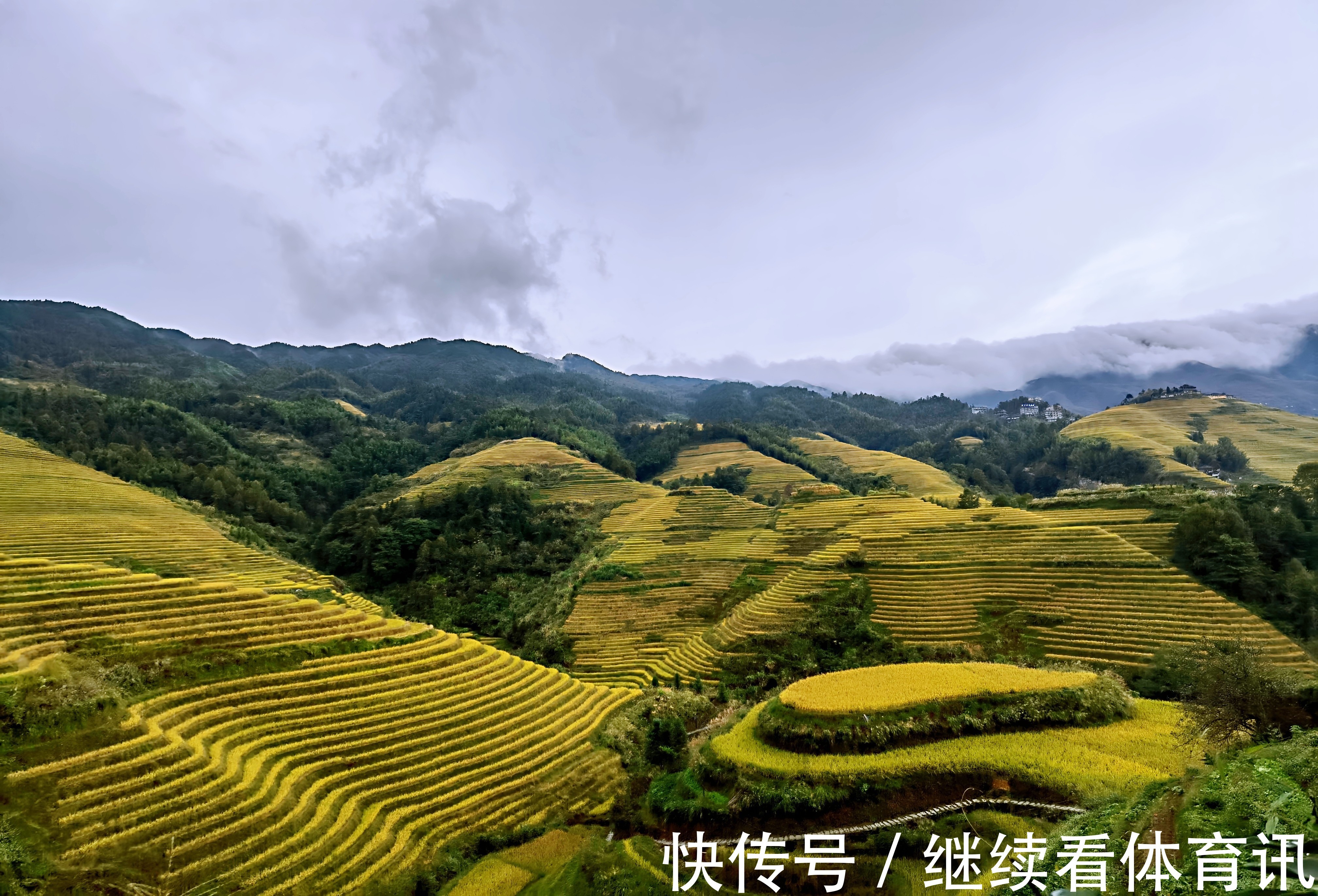 龙脊梯田|龙脊梯田天然居：秋季限定金黄色画卷,龙脊稻黄美若人间天堂