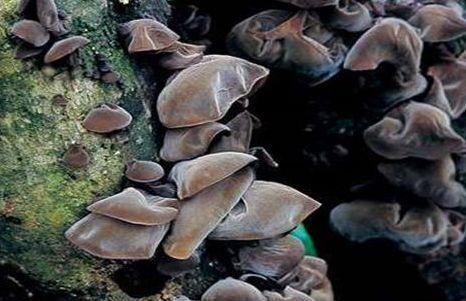 聰明人春天愛吃的食物，補(bǔ)血潤膚，清熱排毒，消除疲勞，延緩衰老