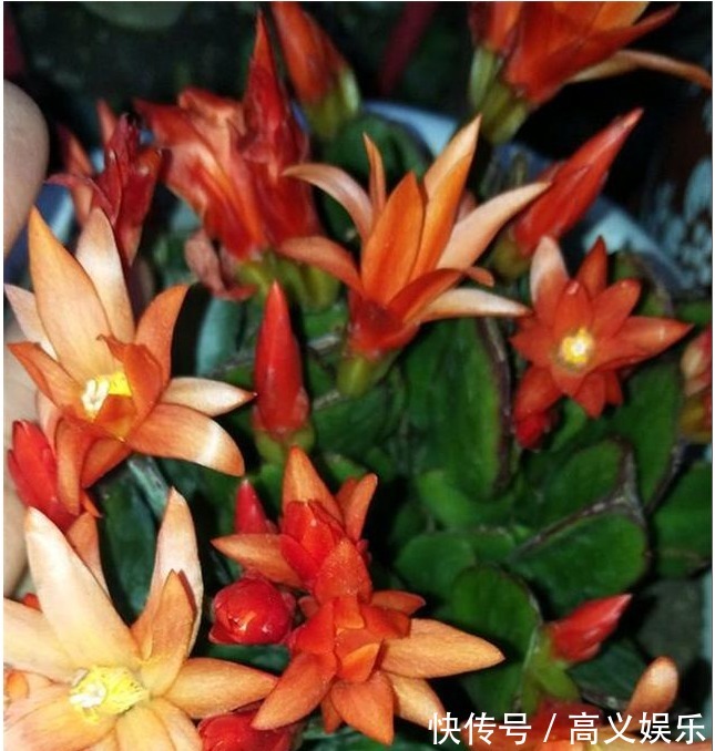 养蟹爪兰|蟹爪兰修剪有“3期”,把好关,花苞多,开花非常旺盛