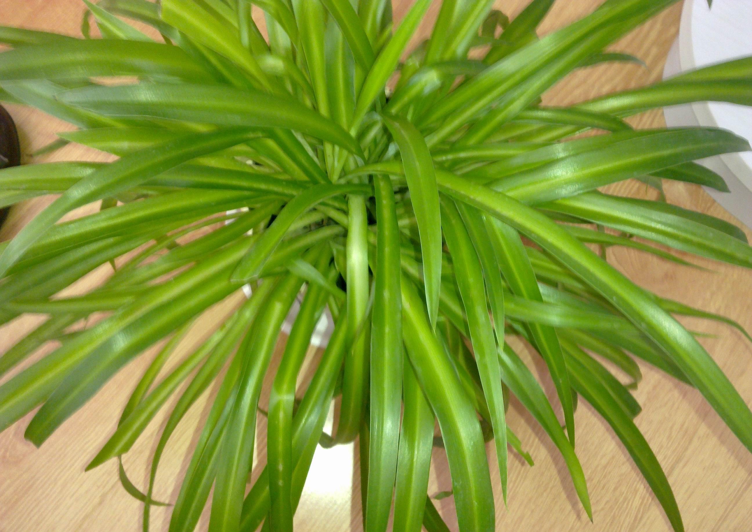 4种能净化室内空气的盆栽,非常好养,搬新家必备