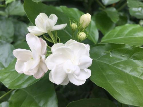 花香味|夏季养茉莉,学会这“3招”,开花开不停,花香味十足