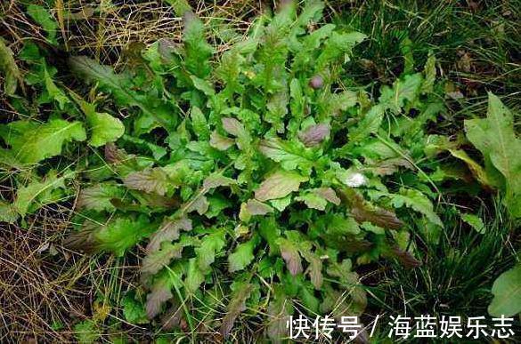 黄鹌菜|农村小野菜，纤维含量高现成泡菜首选，一斤10元，见到采点