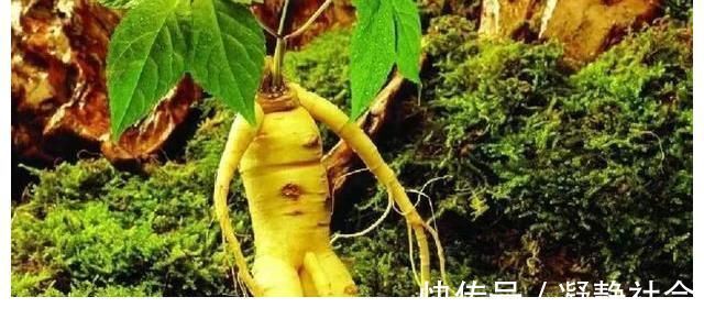 是真的吗|传言千年人参会“跑”,这是真的吗?为啥挖人参要绑“红绳子”?