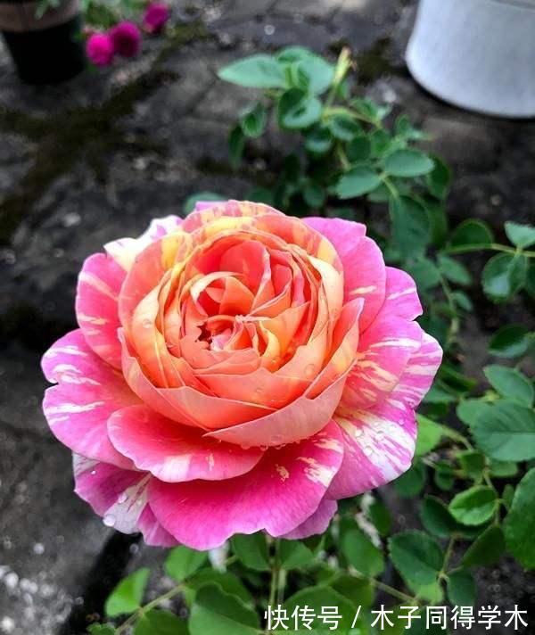 花卉|老人喜欢养的“3盆花”,花色鲜艳,好养易活,开花非常美