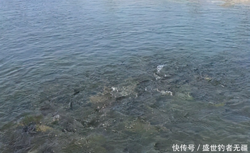 大鱼|“小杂鱼闹窝”如何解决?其实方法很简单用过都说好——盛世三渔