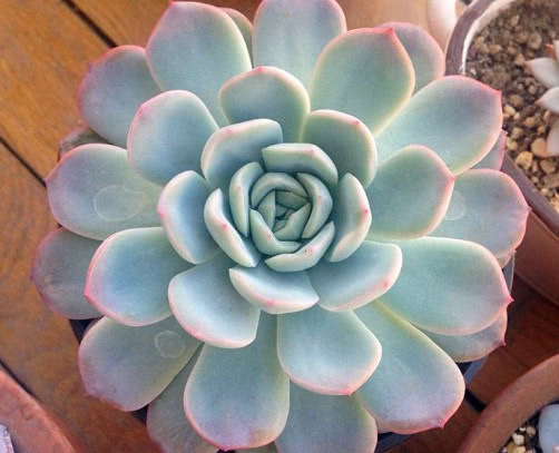 多肉红边月影怎么养教你3个小妙招,种出最红润璀璨的红边月影