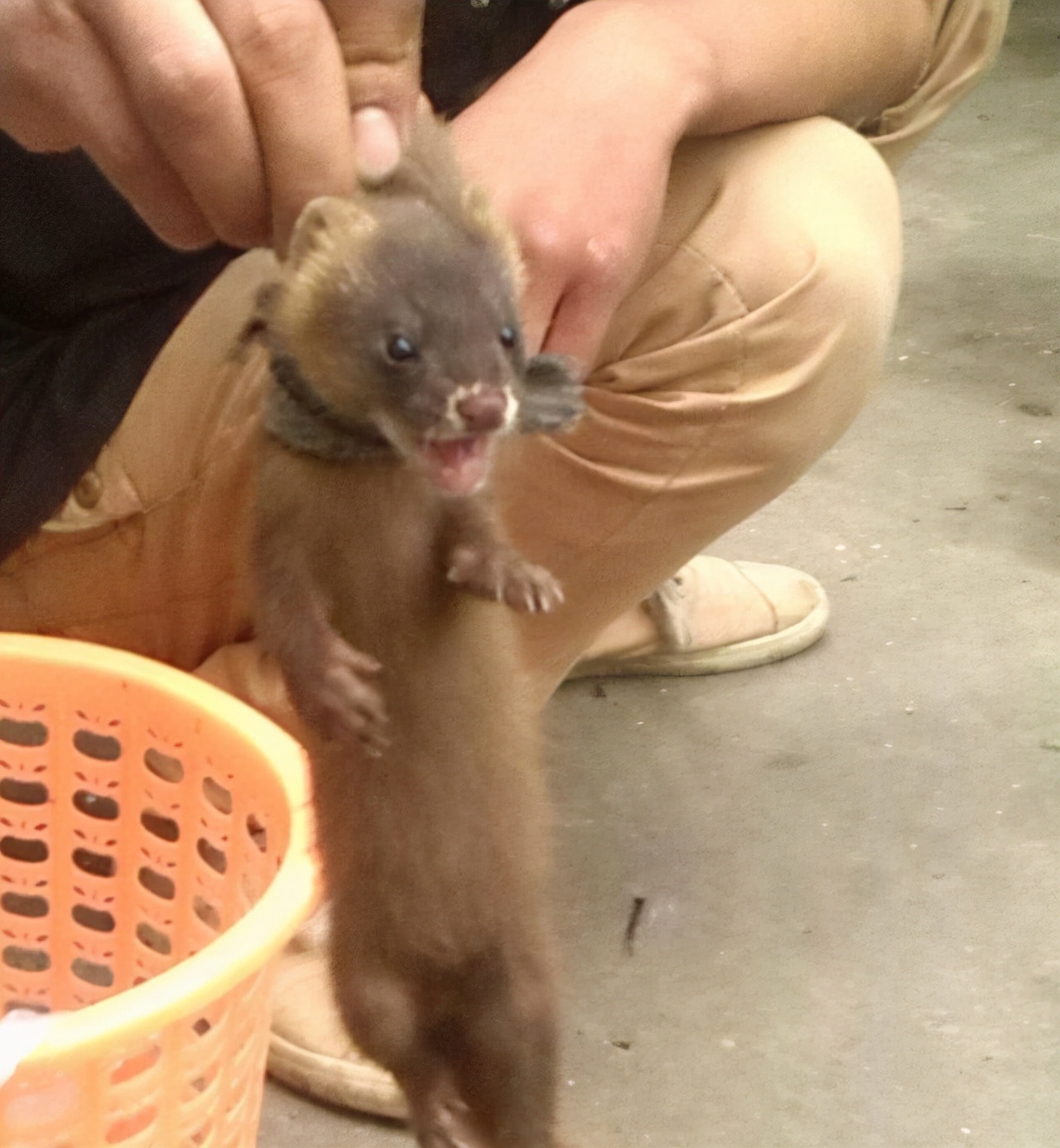 动物$黄鼠狼会给鸡“拜年”,月圆之夜还会拜月,真这么神奇?想多了