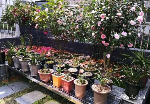 周末去花市逛一圈，捡一袋子枝条，回家扦插几百盆，秒变养花大户