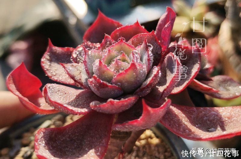 浇水|三伏天养多肉,要面临“3关”,闯过去美成仙肉,闯不过去收空盆