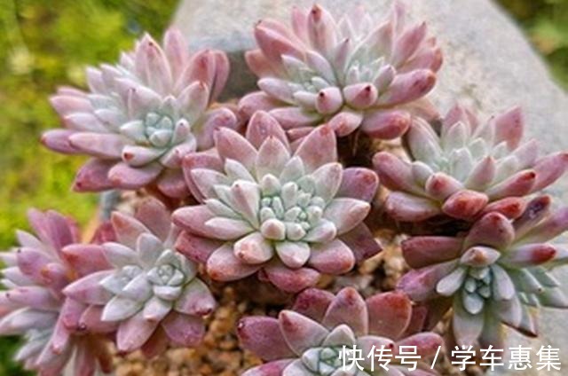 养多肉让我们明白很多道理,想得到需要等待,不珍惜可能留下遗憾!