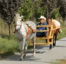 |搞笑GIF:姜还是老的辣啊,看看人家这下手真是稳准狠