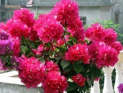 杜鹃花|家里养上“3种花”,从年头“香”到年尾,阳台变花海,太美了