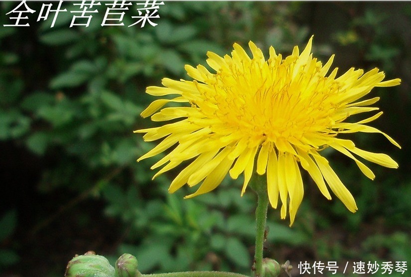 野生苦菜知多少，看图识苦菜