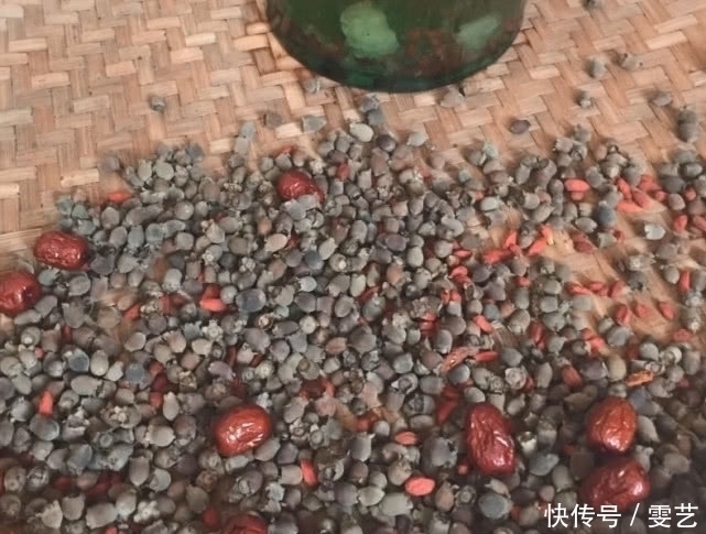 小时候|山上就有生长的这种“野果”,农村娃小时候经常吃,药用价值很高