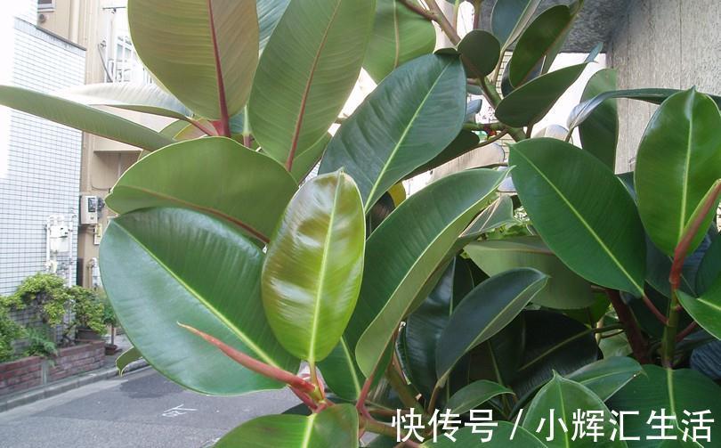 养花试试这几款,叶子非常厚,吸附能力超强