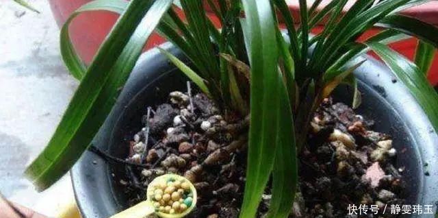 胡大妈养“兰花”,用一种令人厌恶的“营养液”,1盆养成20盆
