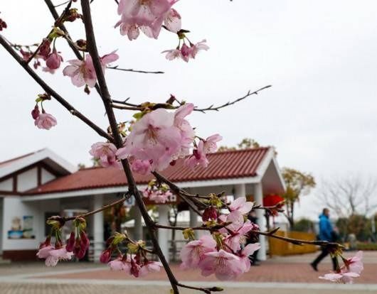 老年|年还没过完，上海顾村公园的早樱已经开了……