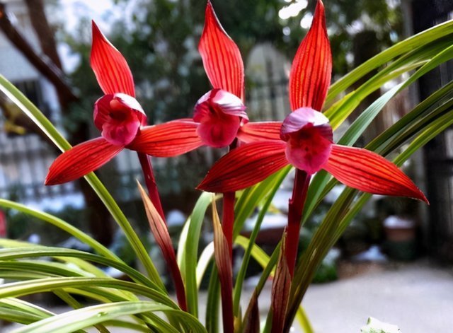 花香|这种兰花香气扑鼻，一杆双花，姿态优美，新手照样能养好