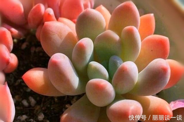 普货多肉|不只大普货容易繁殖,有些知名度不高的美肉,繁殖成功率也很高