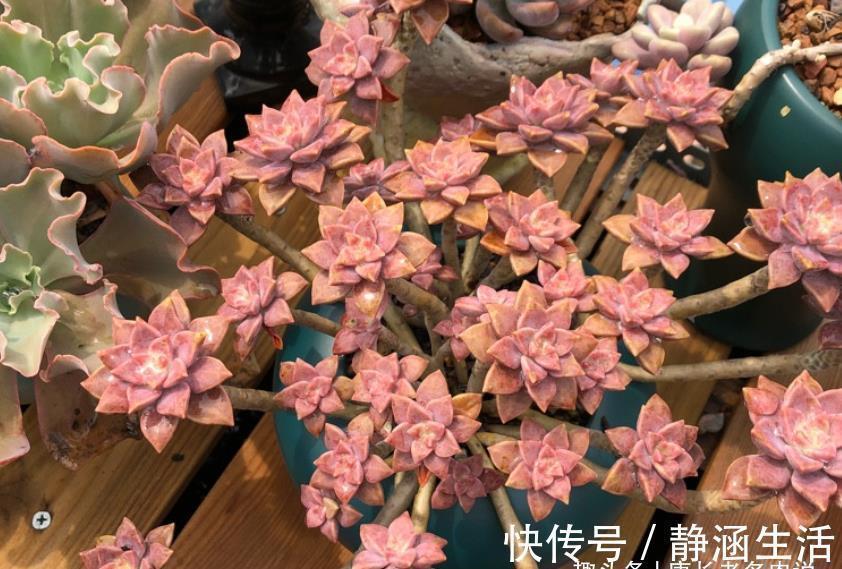 寻找夏天能纯露养的多肉?那你怎么能错过粉嫩甜美的阿伦培呢?