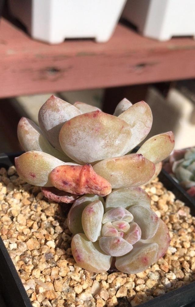 羞红|秋风轻吻,多肉,羞红了脸颊