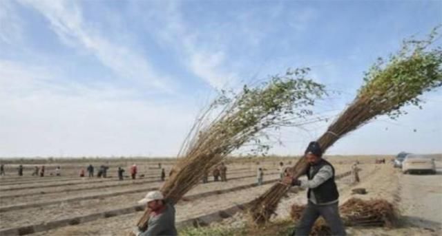 中国在塔克拉玛干沙漠，砸“重金”种大量植物，如今有回报了吗？