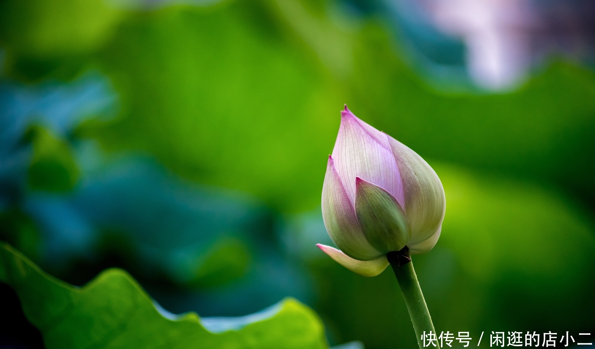 荷花|江南才子周邦彦,写下一首苏幕遮,把思乡情融入荷花,清新动人