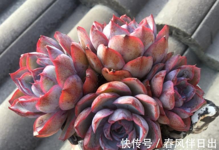 浇水|天气热温度高,多肉缺水也不敢浇?来看看有经验的肉友是怎么做的