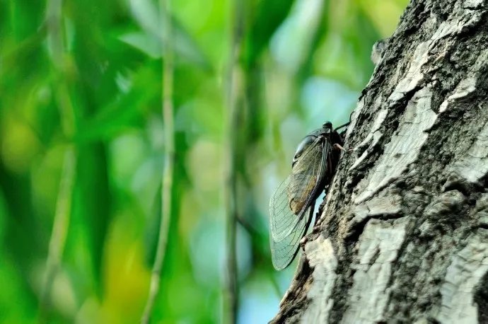 寒蝉|立秋之后,寒蝉鸣