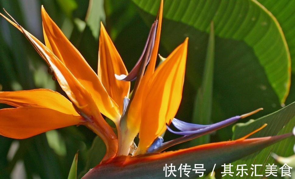 室内光线弱不用担心,我们可以养殖4种盆栽植物,四季长青