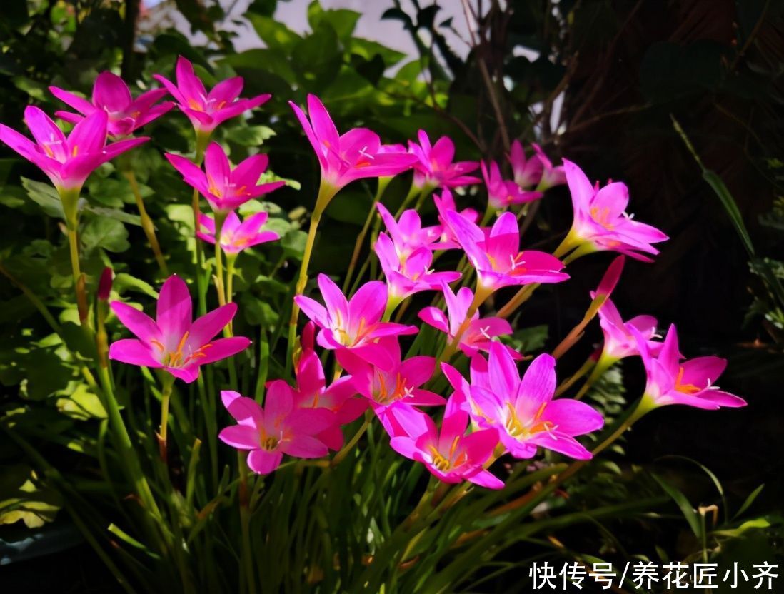 室内养花容易招虫?养这5种花,它们开花漂亮,封闭阳台也可以养