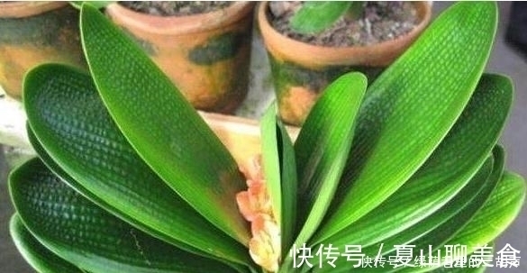 我把盆栽君子兰养成这样，好心疼，老婆只用3天将它变黑绿发亮！