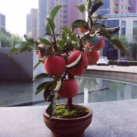 植株|阳台再小，也要养4种果树，植株矮小，结果颇多，还能当盆栽欣赏