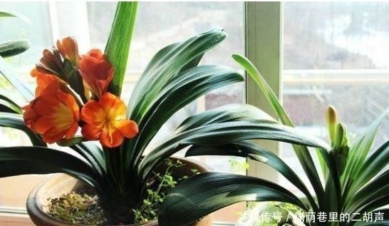 施肥|我把盆栽君子兰养成这样,好心疼,老婆只用3天将它变黑绿发亮!