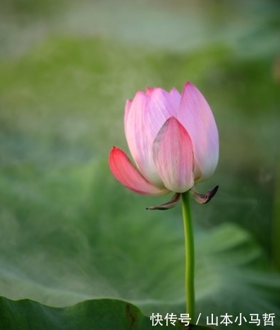 桃花|9月27日开始，4属相喜迎桃花，贵人相助，财源广进，生活蒸蒸日上