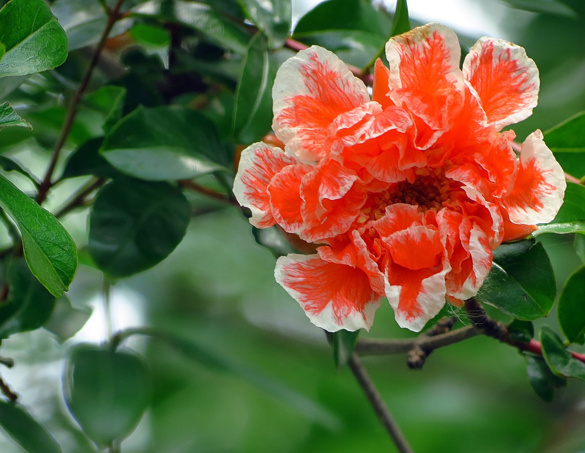 此花是寓意着子孙满堂,在我国被视为吉祥之物,是富贵的代表