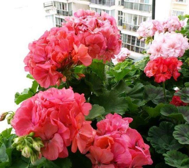 此花超漂亮,沾土就活,比牡丹还美,年年开花美翻