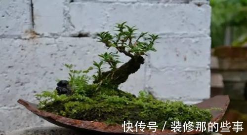 个性|破壶烂瓦做盆,每一个都破出了个性