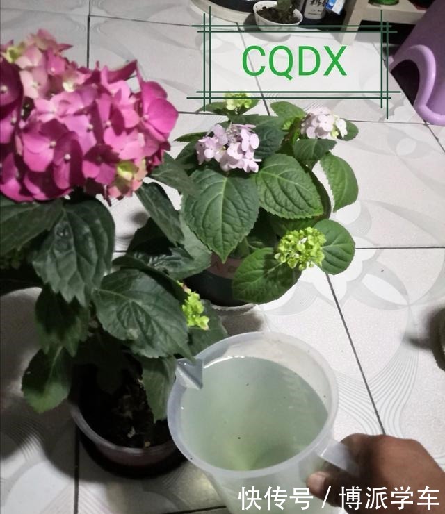 磷酸二氢钾在花卉施肥中是“有讲究的”,别乱施,您了解多少呢