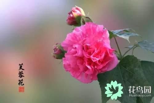 木芙蓉盆栽如何花多而艳 快资讯