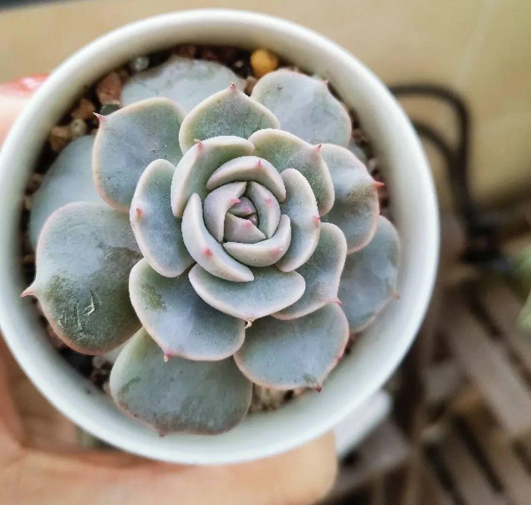 梦露|多肉中的“混血宝宝”，你家有吗？