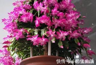 黄叶|蟹爪兰有5怕,了解掌握,不黄叶不掉花苞,越长越旺!